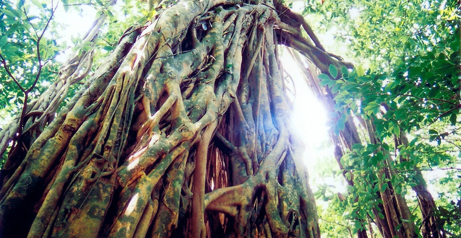 西部林道ガジュマル