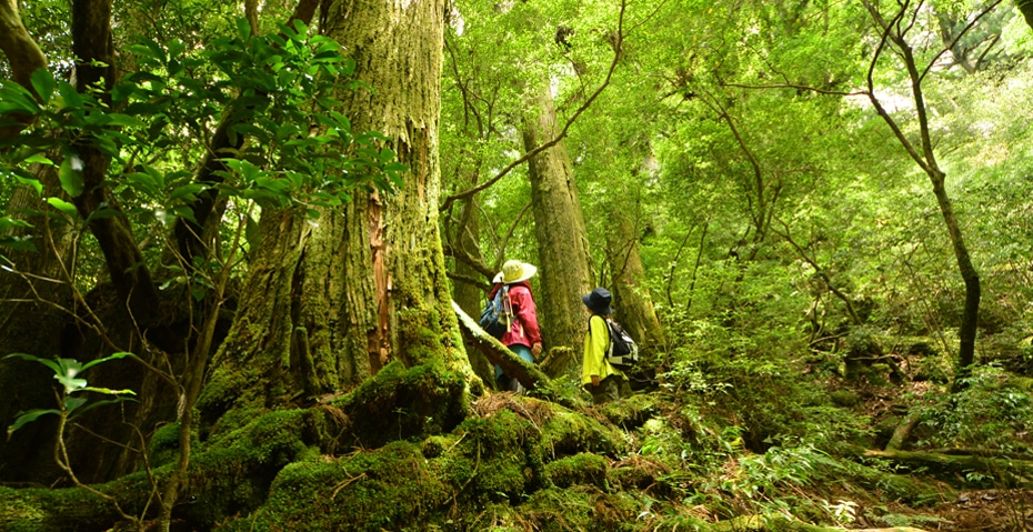 ヤクスギランド