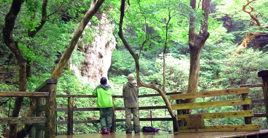 記念日に縄文杉に逢う