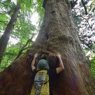 子宝杉に抱かれる