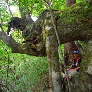 ヤマグルマをくぐって