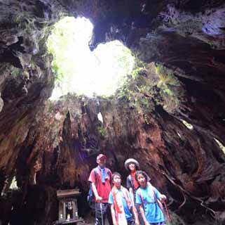 光差し込む帰りのウイルソン株