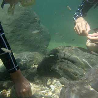 足元には沢山の魚が集まります