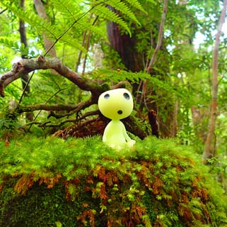 コダマに逢える