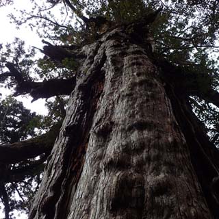 名もなき屋久杉