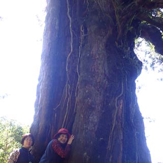 屋久杉の鼓動を感じる