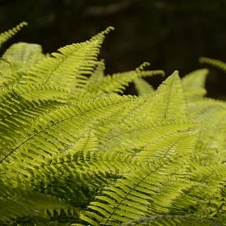 亜熱帯らしいシダが多い