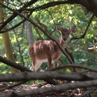 ヤクシカたちの楽園