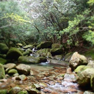 沢沿いは苔が美しい