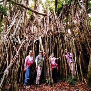 奇怪な姿のガジュマル