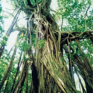 ガジュマルは照葉樹林の王者