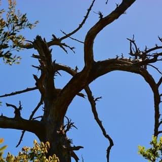 苦労した弥生杉先端