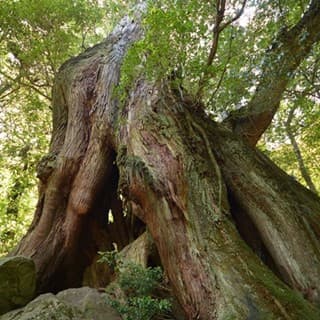 見る角度で姿が変わる二代大杉
