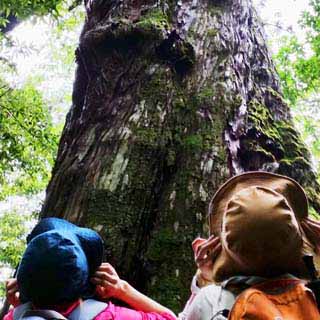 生き様の素晴らしい七本杉