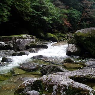 苔むした美しい清流