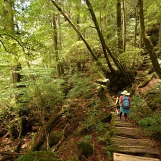 苔の世界に続く登山道