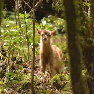 ヤクシカの赤ちゃん